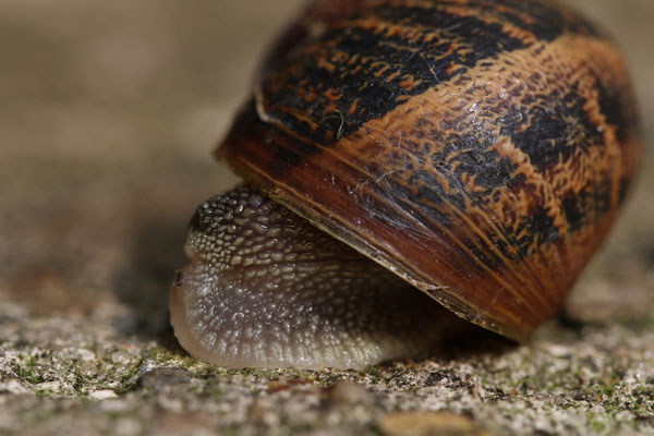 Een huisjesslak, macro foto.