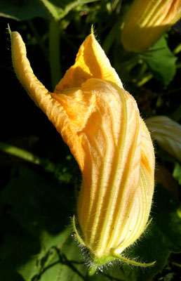 Le fantôme du potager 