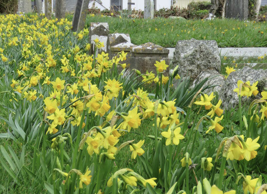 Daffodils looking at their best - Mar 23