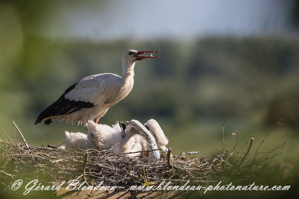 Cigogne blanche en baie de Somme