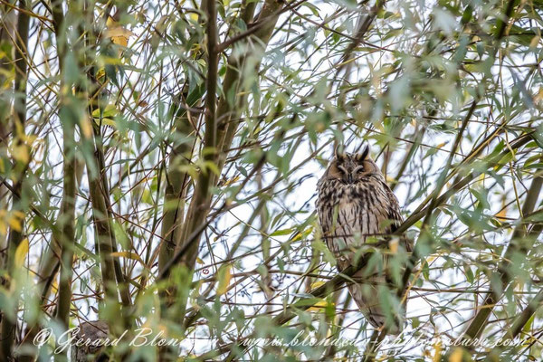 Le hibou moyen duc du Der