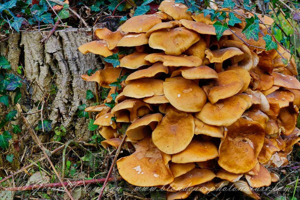 Armillaire couleur de miel