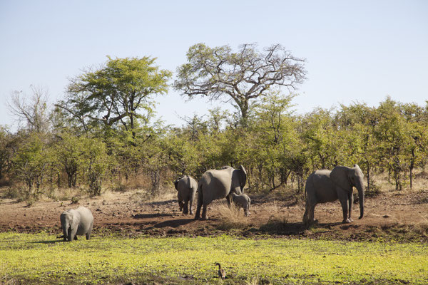 LUANGWA, ZAMBIA - 2018