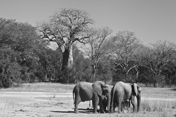 LUANGWA, ZAMBIA - 2018