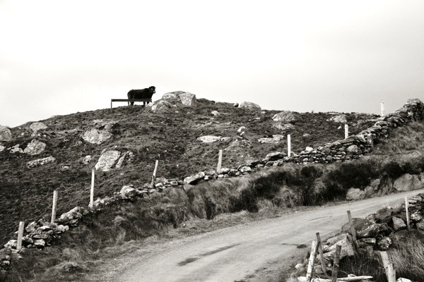 CONNEMARA, IRELAND - 2010