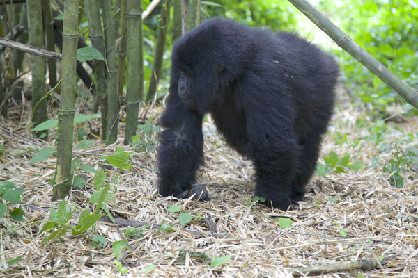 VIRUNGA MOUNTAINS, CONGO / RWANDA - 2016