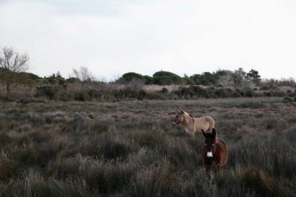 CAMARGUE, FRANCE - 2015