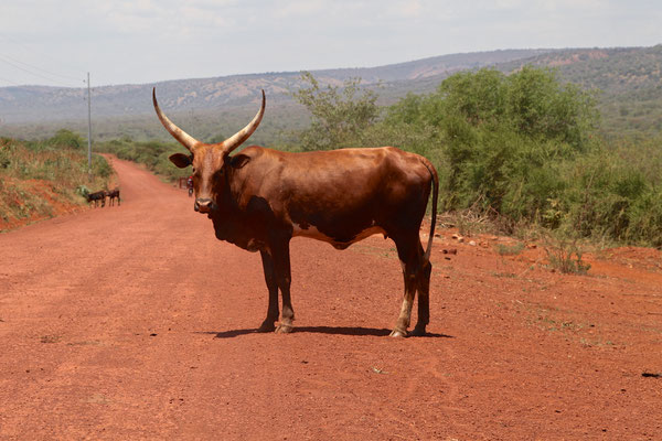 AKAGERA, RWANDA - 2016