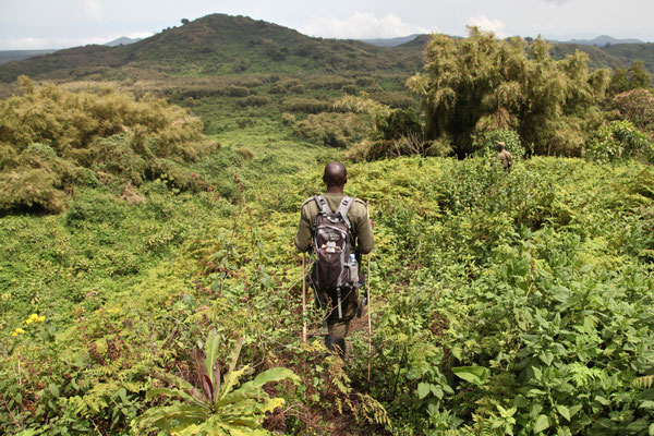 VIRUNGA MOUNTAINS, RWANDA - 2016