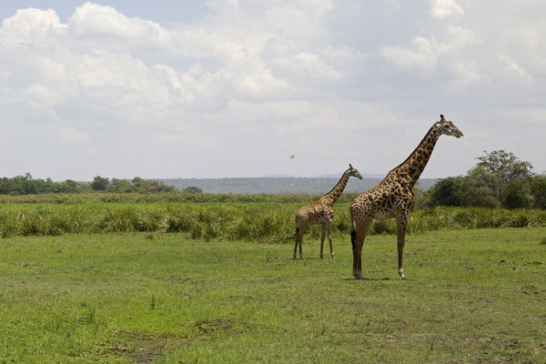 AKAGERA, RWANDA - 2016