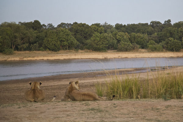 LUANGWA, ZAMBIA - 2018