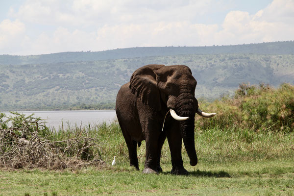 AKAGERA, RWANDA - 2016