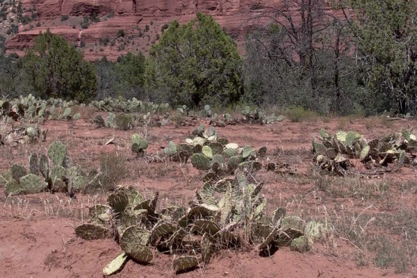 SEDONA, USA - 2004