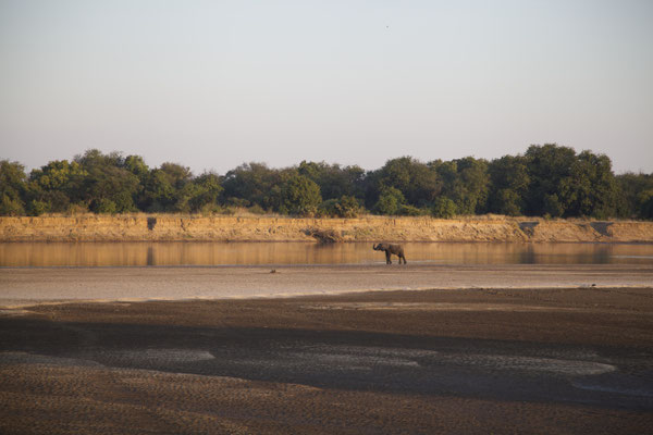 LUANGWA, ZAMBIA - 2018