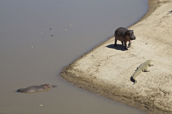 LUANGWA, ZAMBIA - 2018