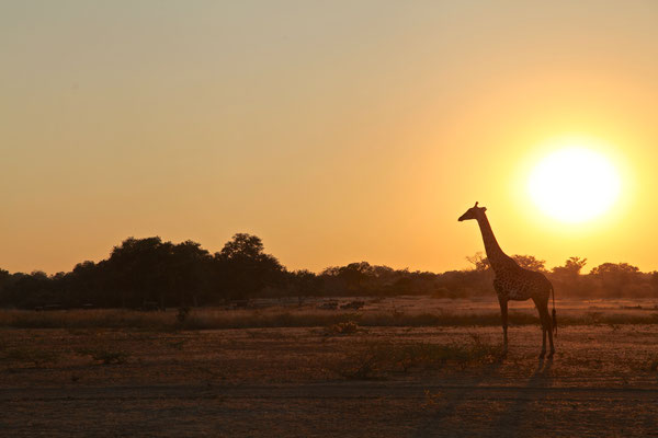 LUANGWA, ZAMBIA - 2018