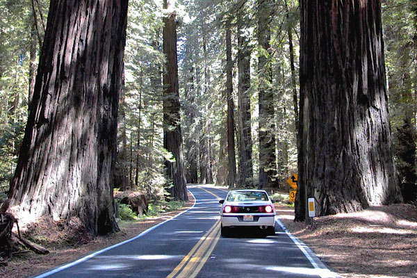 REDWOODS CALIFORNIA, USA - 2004
