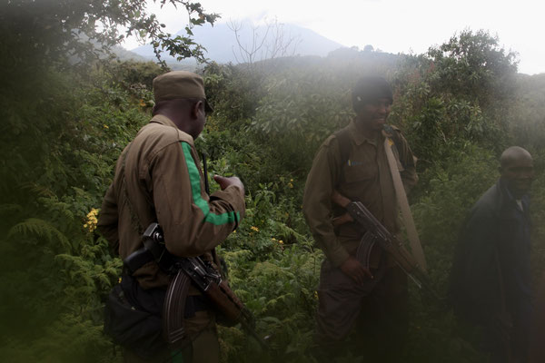 VIRUNGA MOUNTAINS, RWANDA / CONGO - 2016