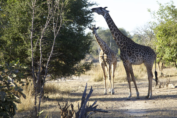 LUANGWA, ZAMBIA - 2018