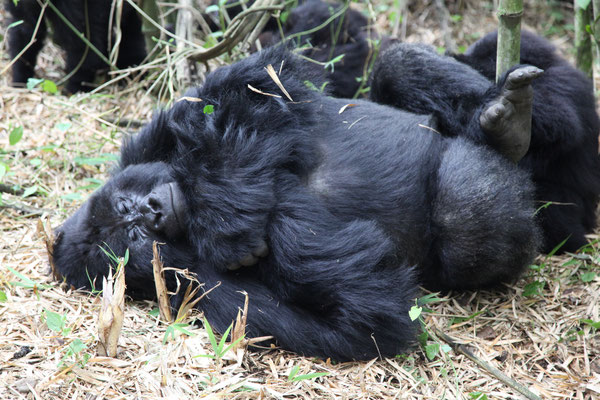 VIRUNGA MOUNTAINS, CONGO / RWANDA - 2016