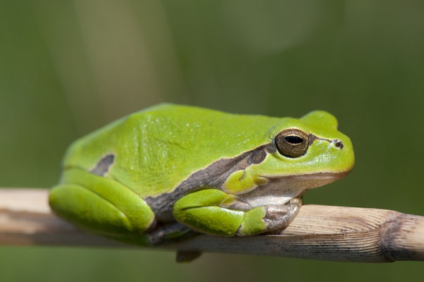 Laubfrosch - Bosch Christoph_LBV Bildarchiv