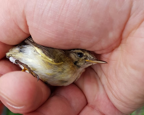 Vogel in der Hand