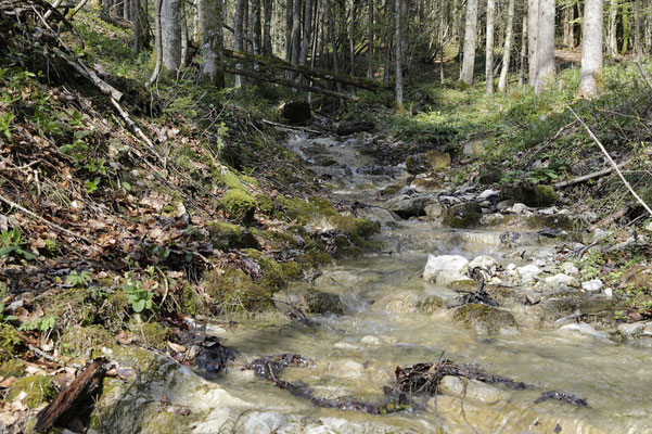 Feuersalamander_Lebensraum -  Sturm Ralph_LBV Bildarchiv