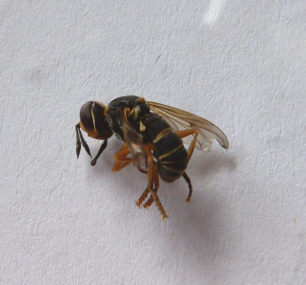 Dickkopffliege Abrachyglossum capitatum