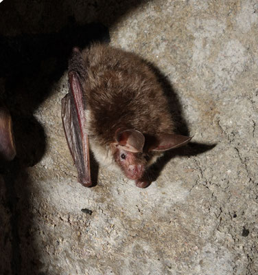 Bechsteinfledermaus - Dr. Andreas Zahn_LBV Bildarchiv