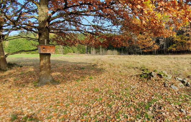 Nistkasten in der Markbachaue