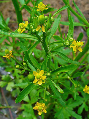 Gift-Hahnenfuß Ranunculus sceleratus_WIKIPEDIA