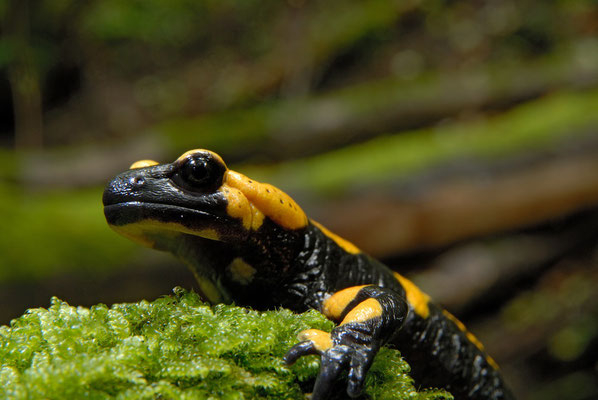 Feuersalamander - Stephan Thomas _LBV Bildarchiv