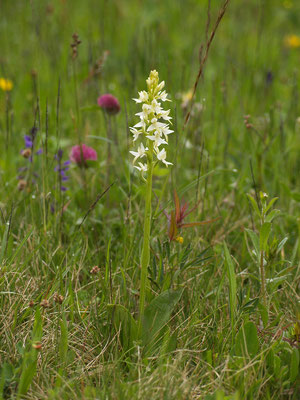 Zweiblättrige Waldhyazinthe -  Altrichter Petra_LBV Bildarchiv