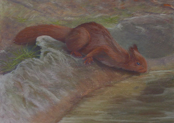 Eekhoorn (pastel)