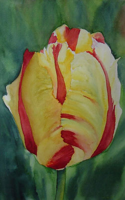 Tulp