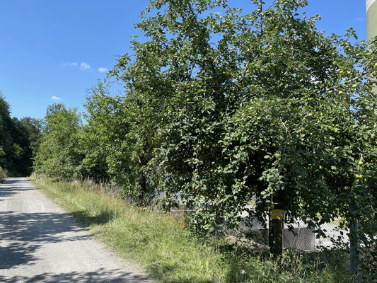 Standort: Kläranlage Eingang / Apfelbaum