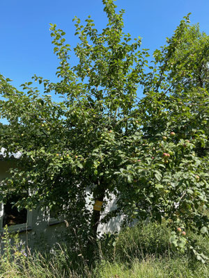 Standort: Kläranlage Eingang / Apfelbaum