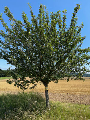 Standort: Weg nach Trimberg (Seitenweg) / Apfelbaum