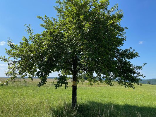 Standort: Straße zum Jägerhäuschen / Apfelbaum