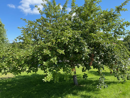Standort: Fußballplatz / Apfelbaum