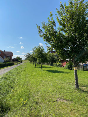 Standort: Kreuzung Ekkehardusstraße und Oberes Lehen / Apfel- und Birnbäume