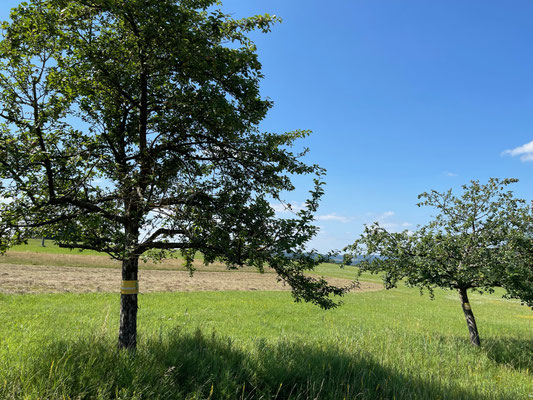 Standort: Straße zum Jägerhäuschen / Apfelbäume