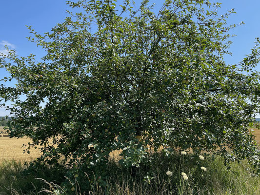 Standort: Weg nach Trimberg (Seitenweg) / Apfelbaum