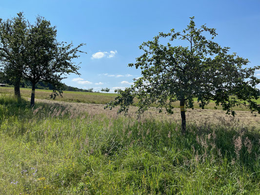 Standort: Straße zum Jägerhäuschen / Apfelbäume