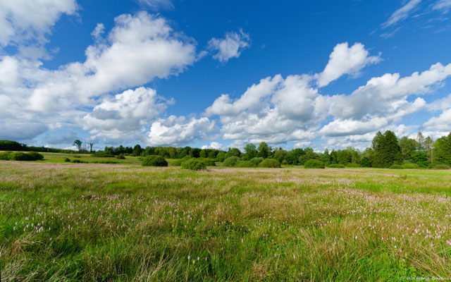 Bellinger Viehweiden