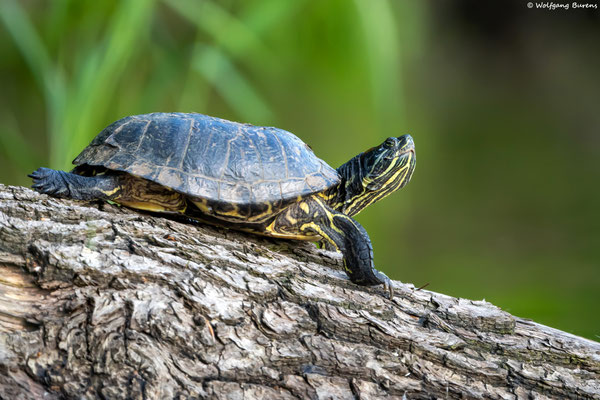 Schmuckschildkröte