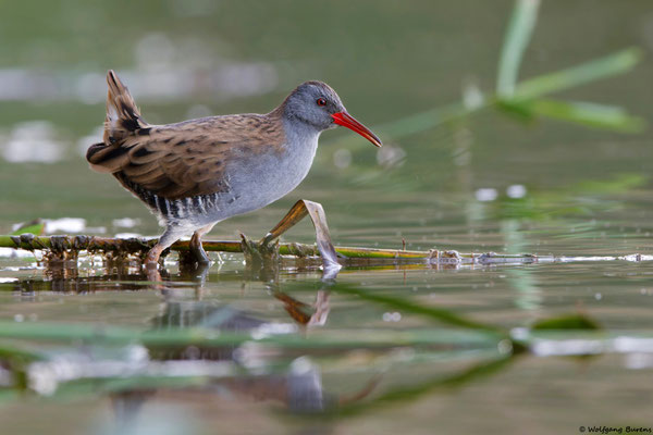 Wasserralle