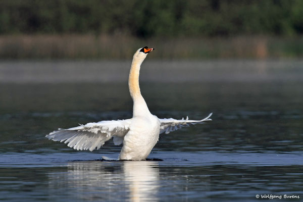 Höckerschwan