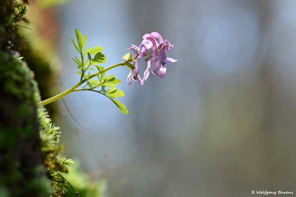 Hohler Lerchensporn, Holzbachschlucht