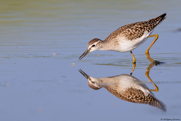 Bruchwasserläufer